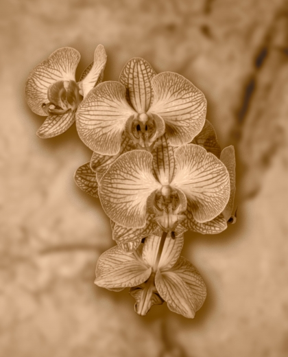Fotoplátno Orchidea I.